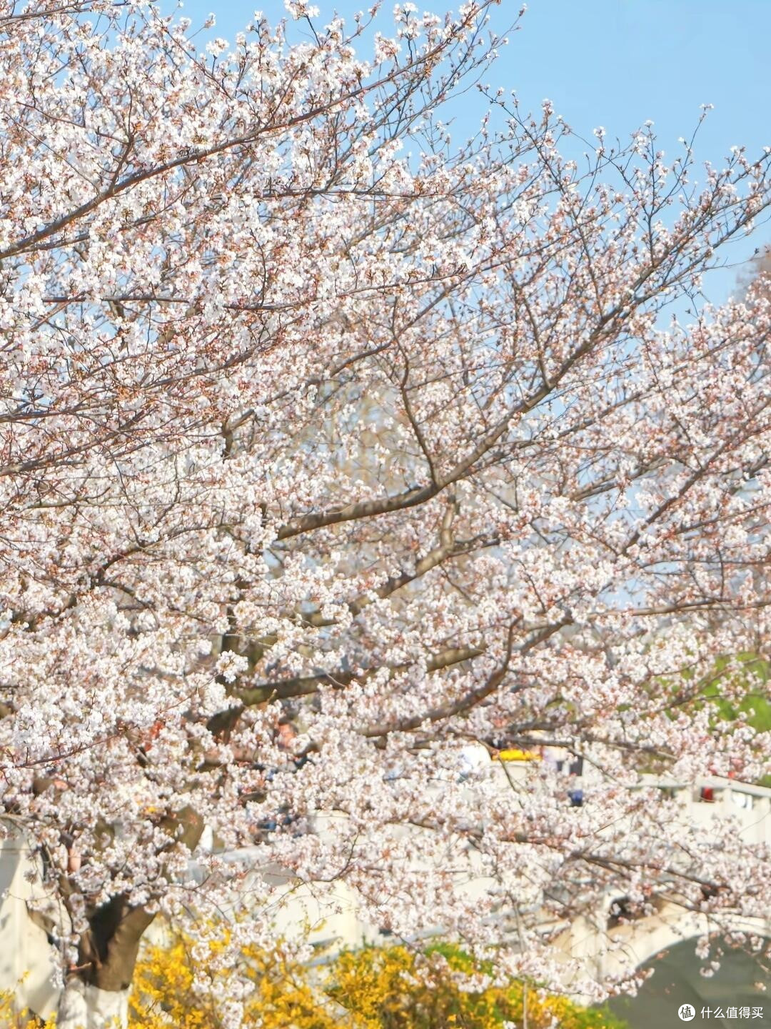 春日赏花全纪实：山河花海之旅