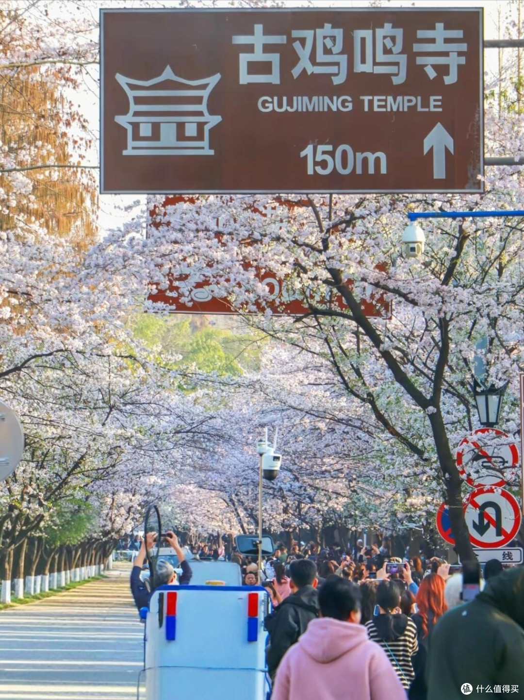 春日赏花全纪实：山河花海之旅