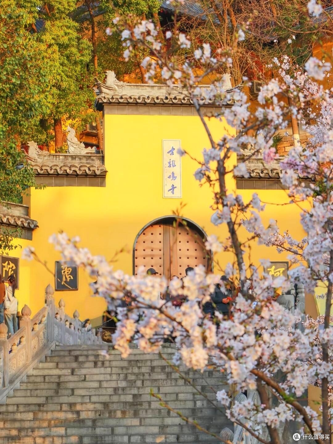 春日赏花全纪实：山河花海之旅
