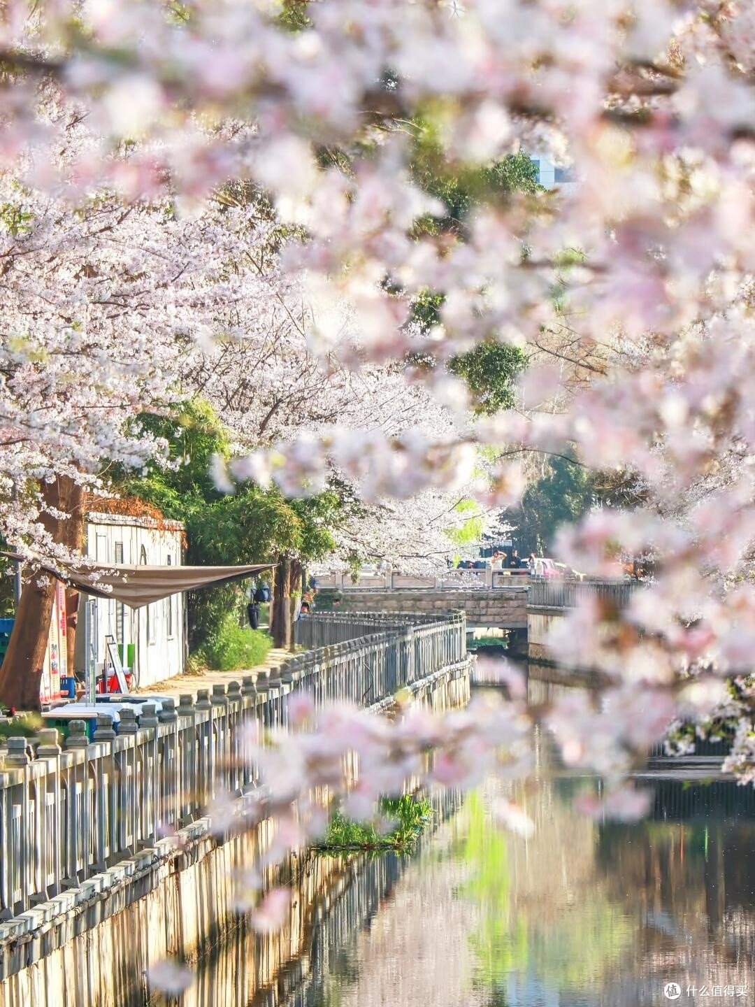 春日赏花攻略:走进花海