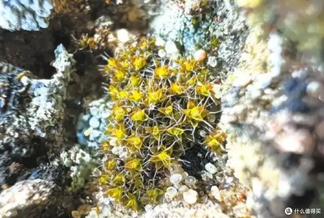 新疆科研:-196℃冻不死,有望成为首个登陆火星的“植物先锋”