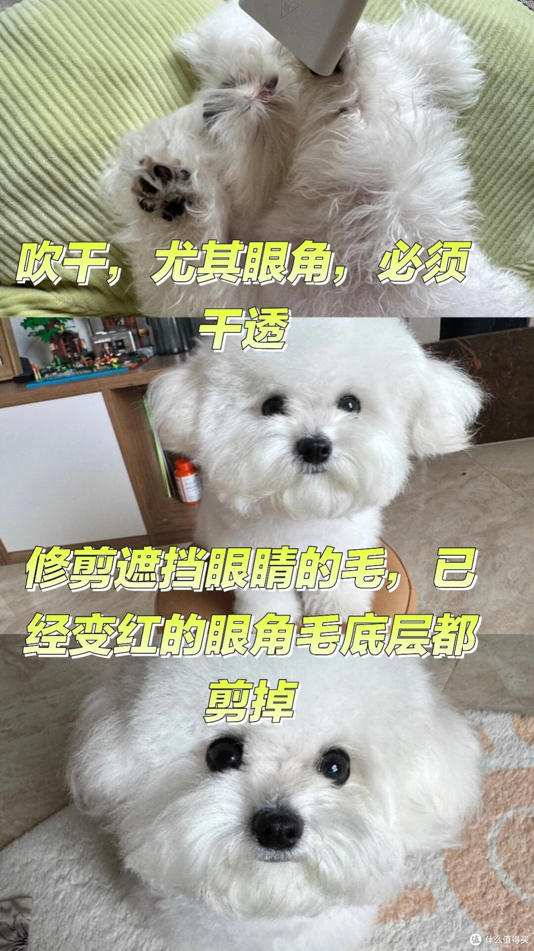春日宠物护肤全案