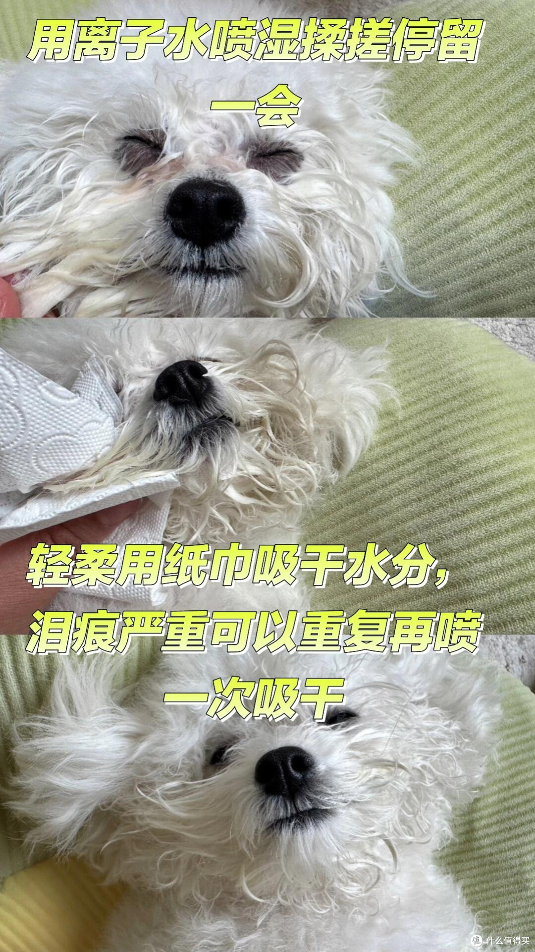 春日宠物护肤全案