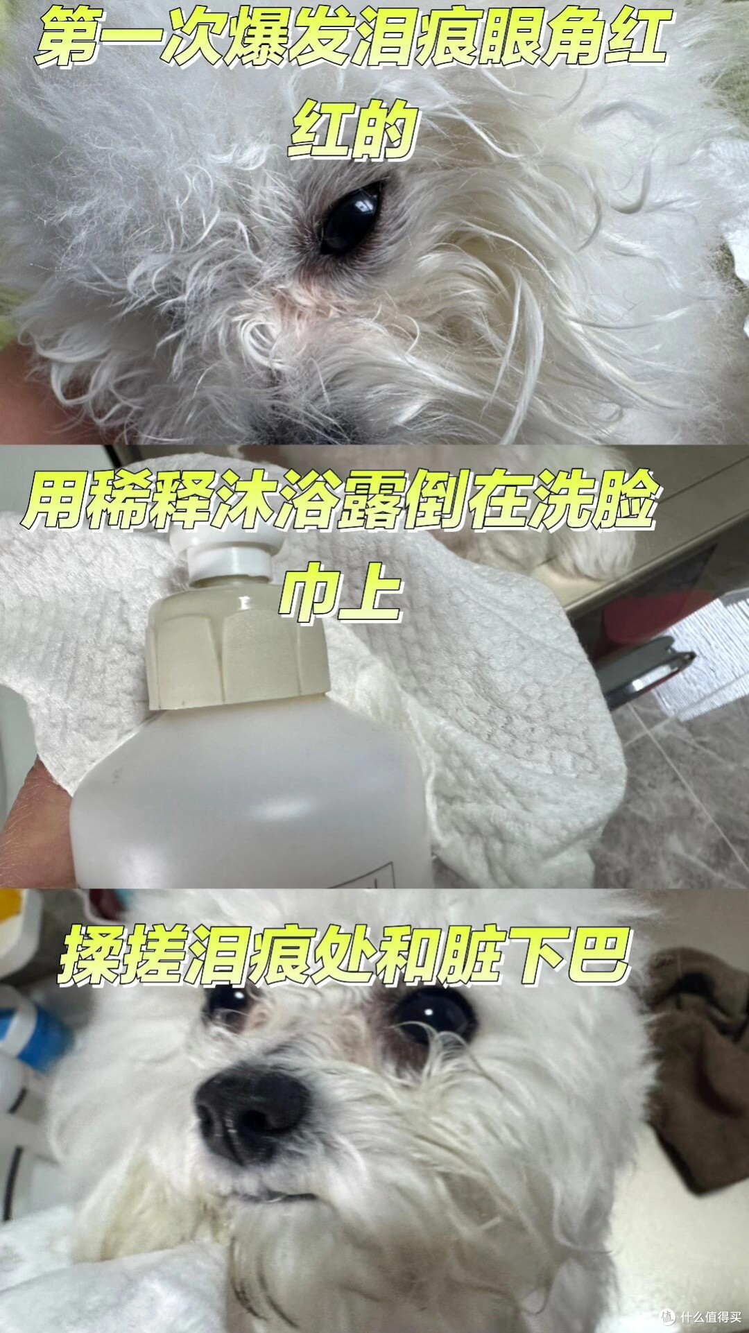 春日宠物护肤全案
