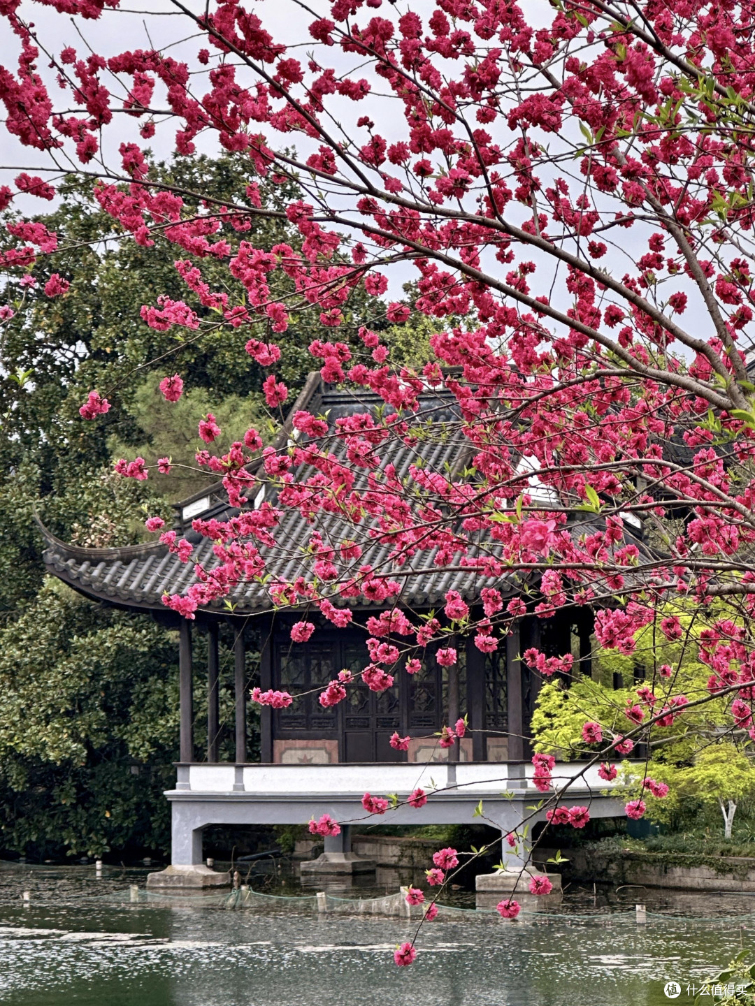春日赏花攻略：探寻最美花海