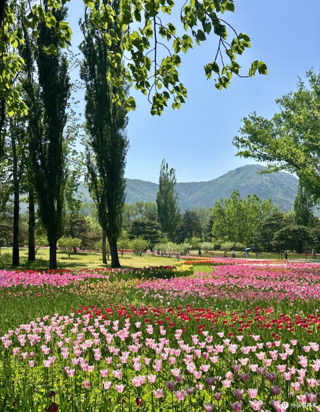 春游赏花就来北京国家植物园!