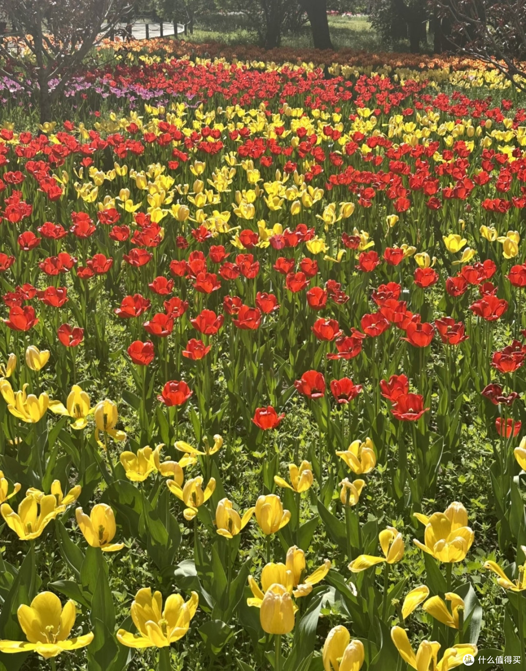 春游赏花就来北京国家植物园!