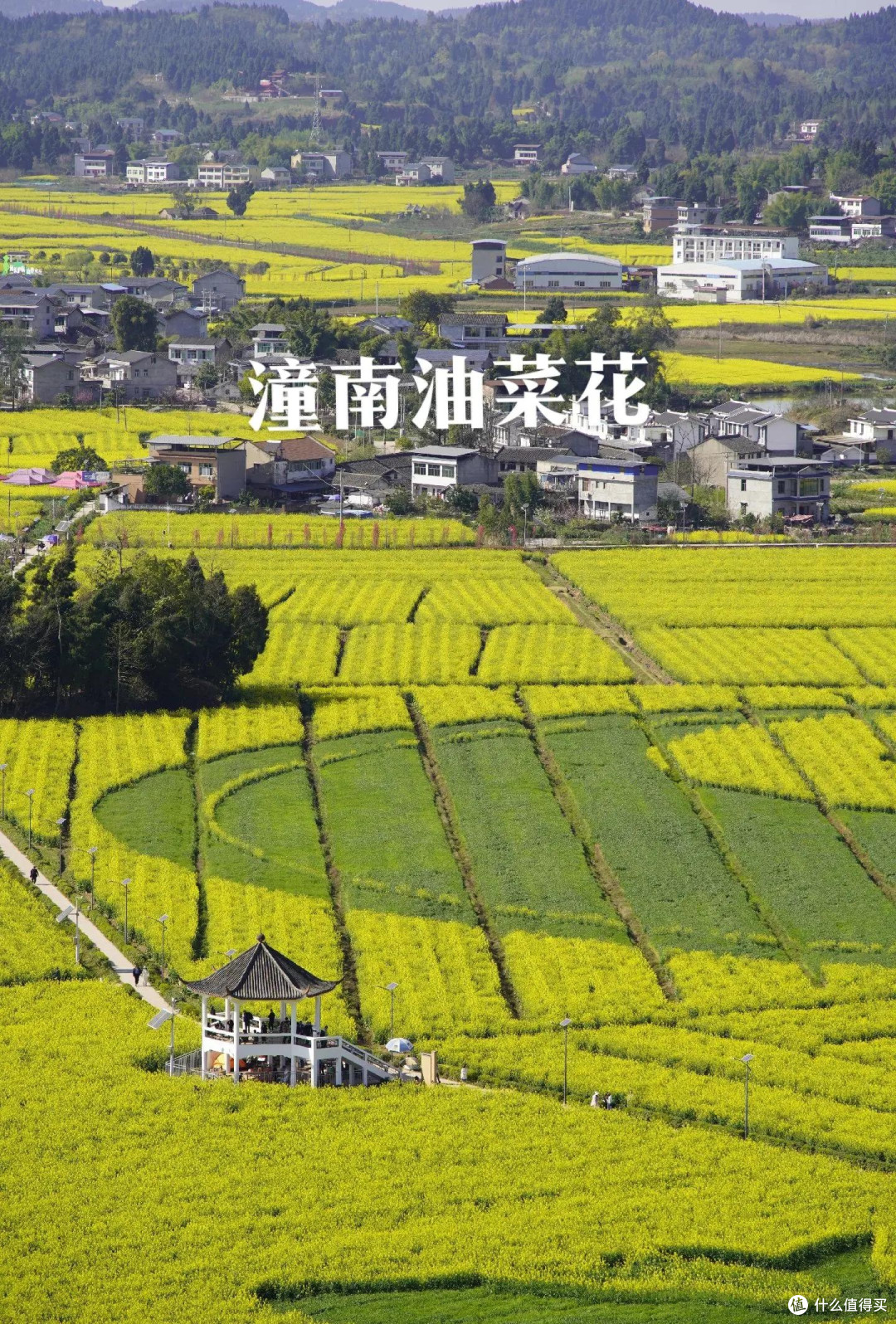 春游潼南油菜花全攻略，藏着重庆最治愈的春日花海
