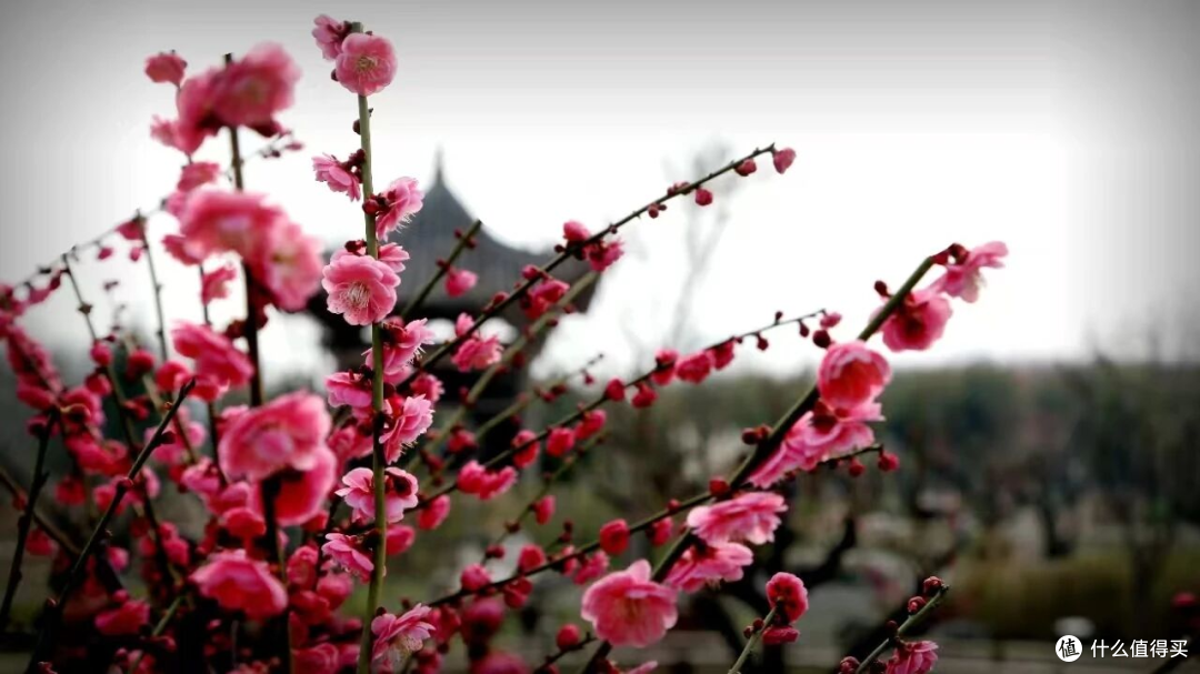 花都鄢陵春日赏花攻略|唐韵鹤鸣湖一日游,邂逅花海湖光浪漫