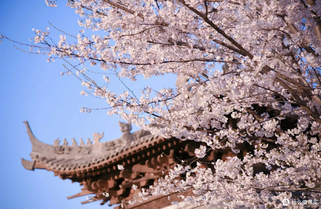 花都鄢陵春日赏花攻略|唐韵鹤鸣湖一日游,邂逅花海湖光浪漫