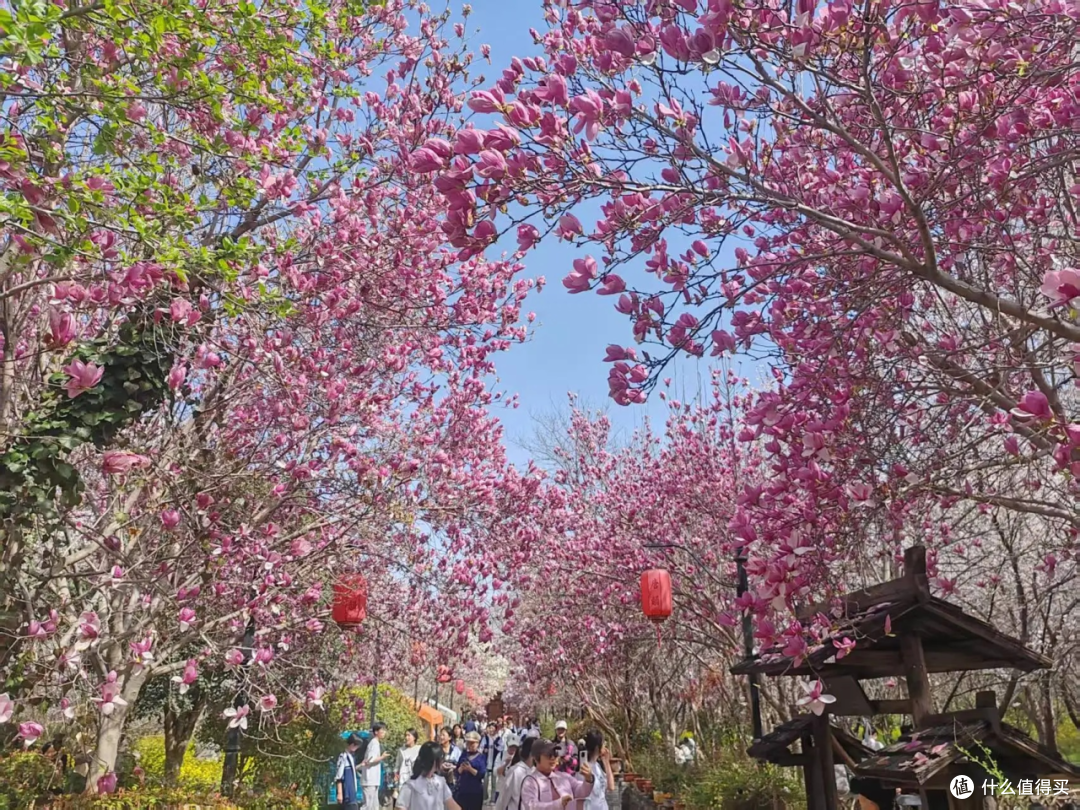 花都鄢陵春日赏花攻略|唐韵鹤鸣湖一日游,邂逅花海湖光浪漫