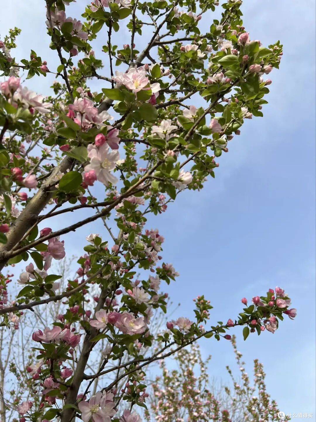济南地铁赏花全攻略|6 条线路直达春日秘境,精准花期+步行路线