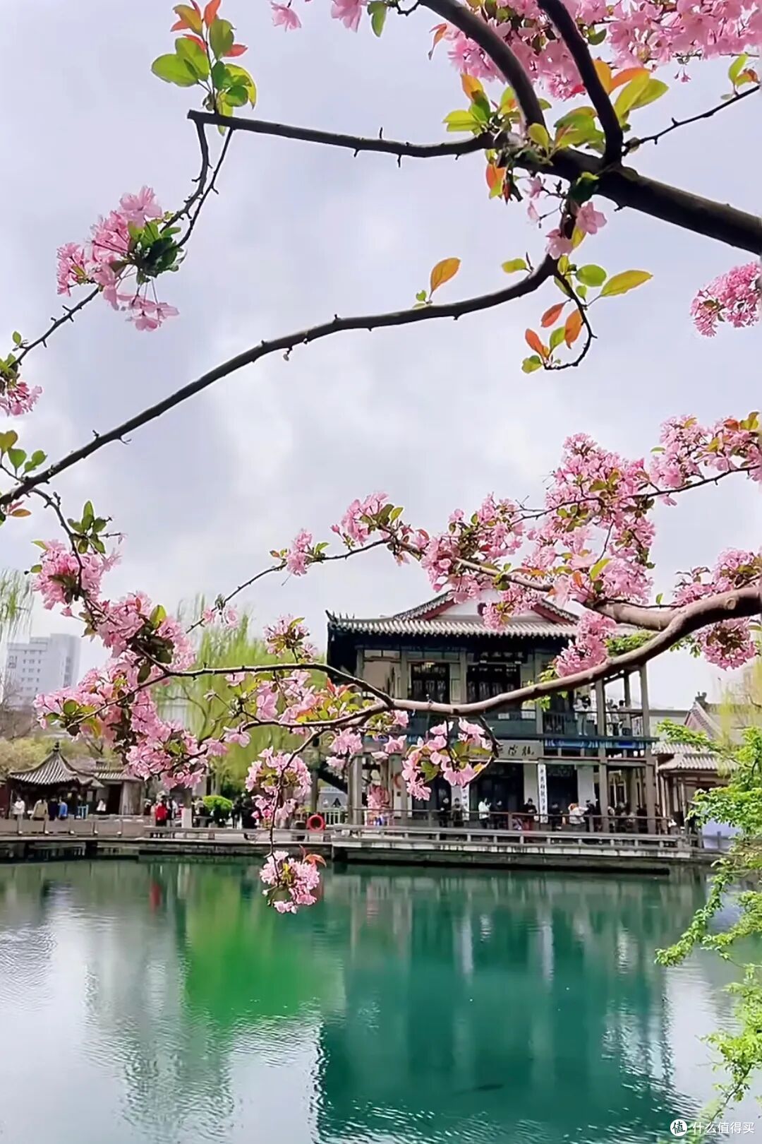 济南地铁赏花全攻略|6 条线路直达春日秘境,精准花期+步行路线