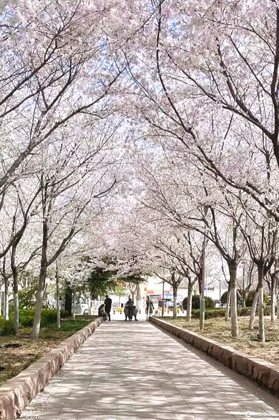 济南地铁赏花全攻略|6 条线路直达春日秘境,精准花期+步行路线