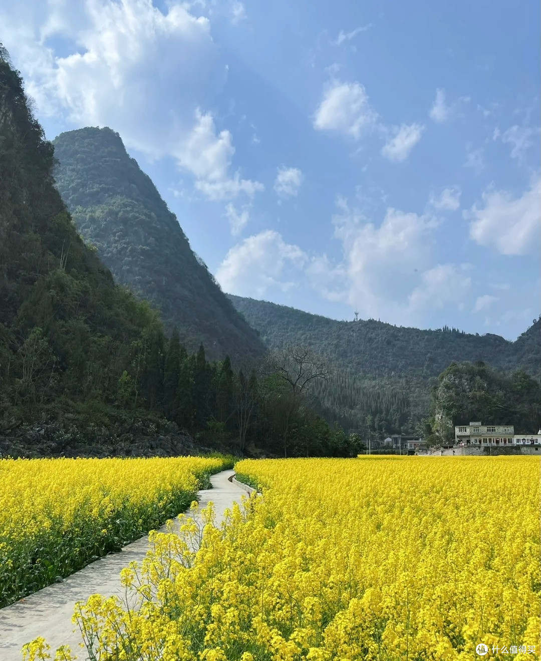 印江十字村油菜花海赏花
