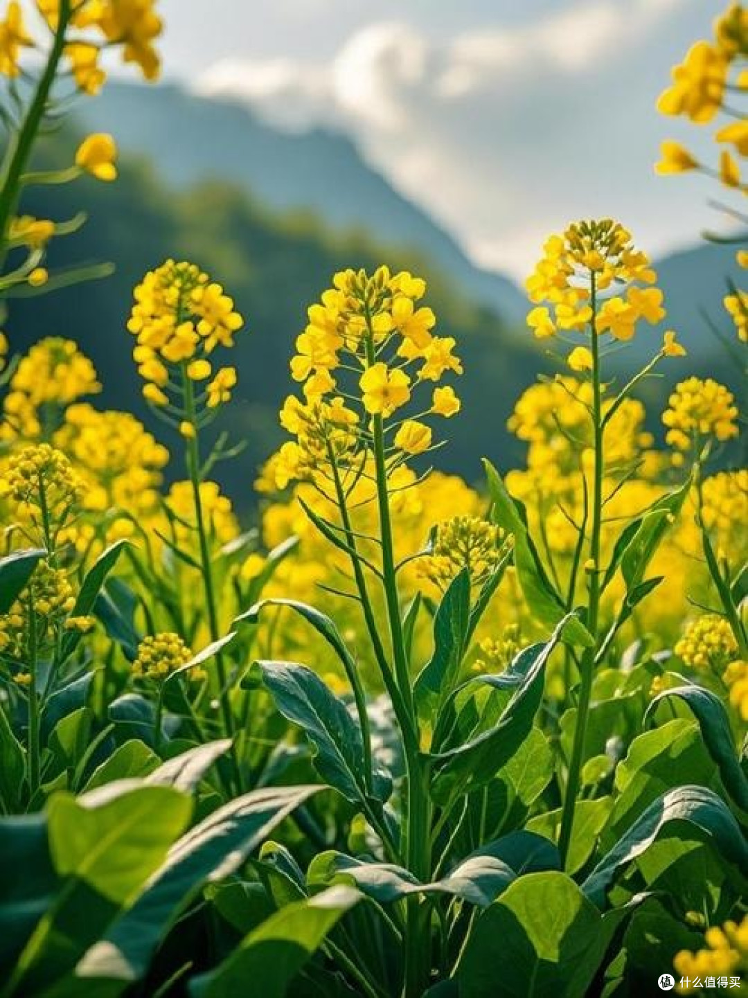 常德十美堂:三月的金色花海