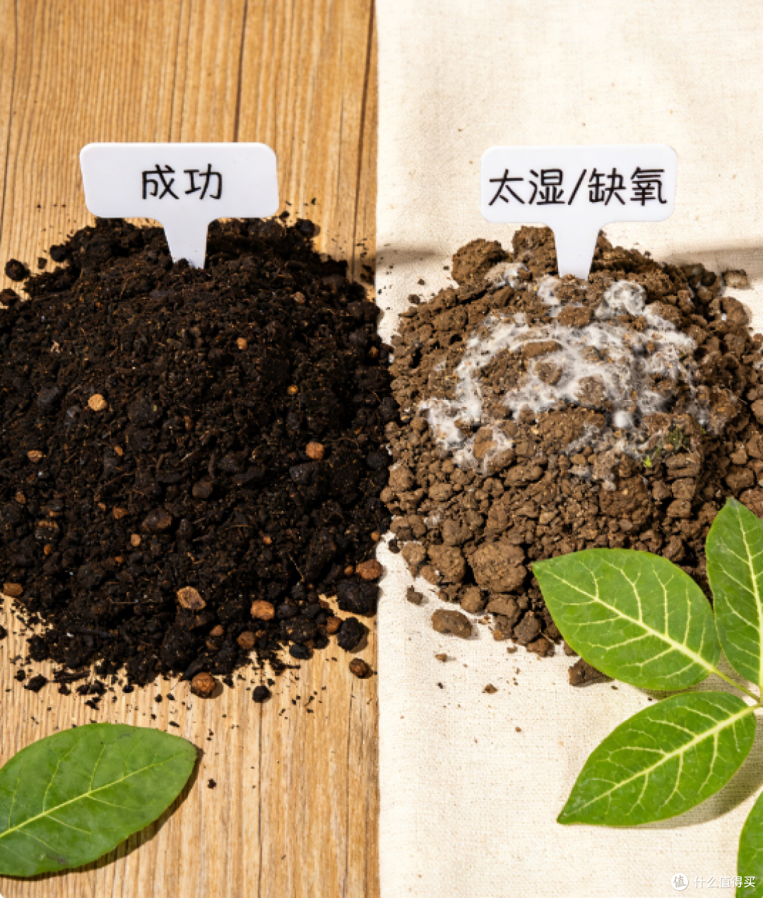阳台党福音:用咖啡渣自制沃土,十个步骤实现零废弃循环
