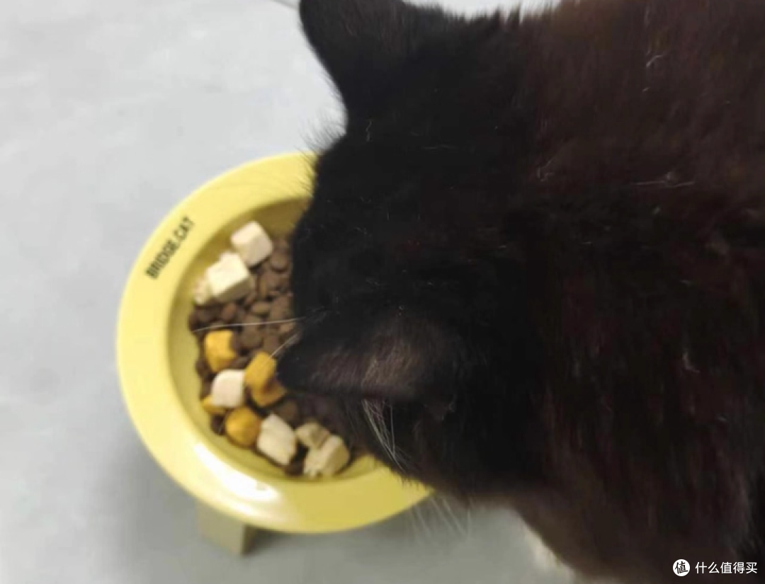 猫能吃狗粮吗?实测希喂、麦富迪、比瑞吉猫粮牌子值得推荐吗