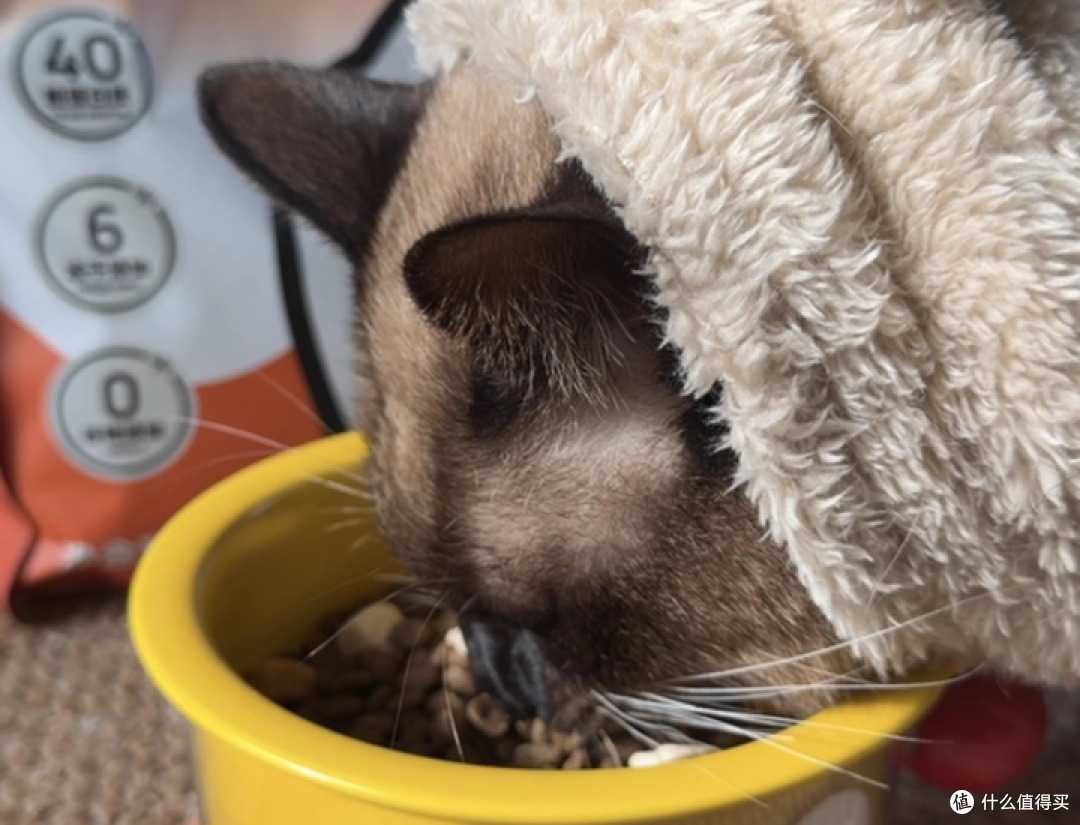 猫能吃狗粮吗?实测希喂、麦富迪、比瑞吉猫粮牌子值得推荐吗