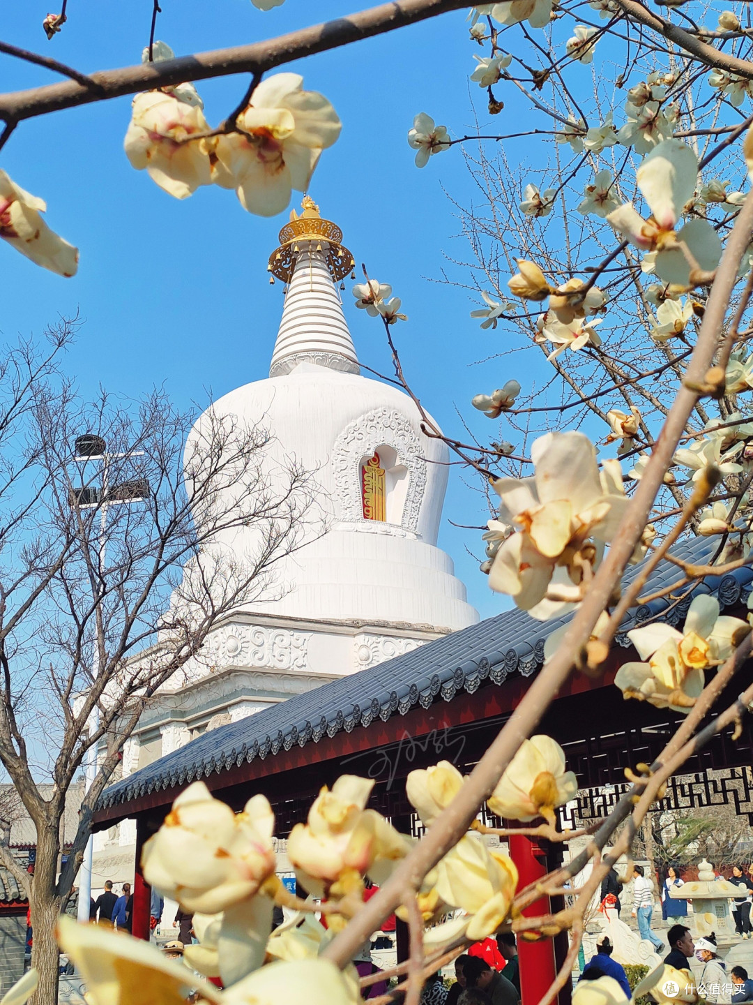 沈阳的玉兰花开满城