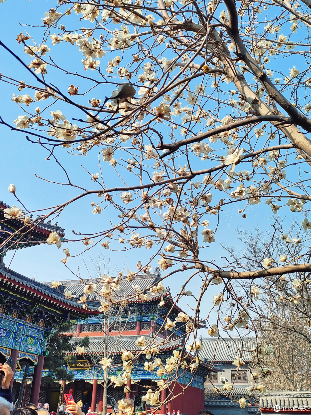 沈阳的玉兰花开满城