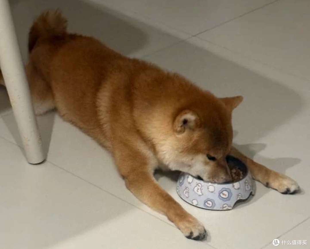 口碑好的烘焙狗粮?高度评价榜精选