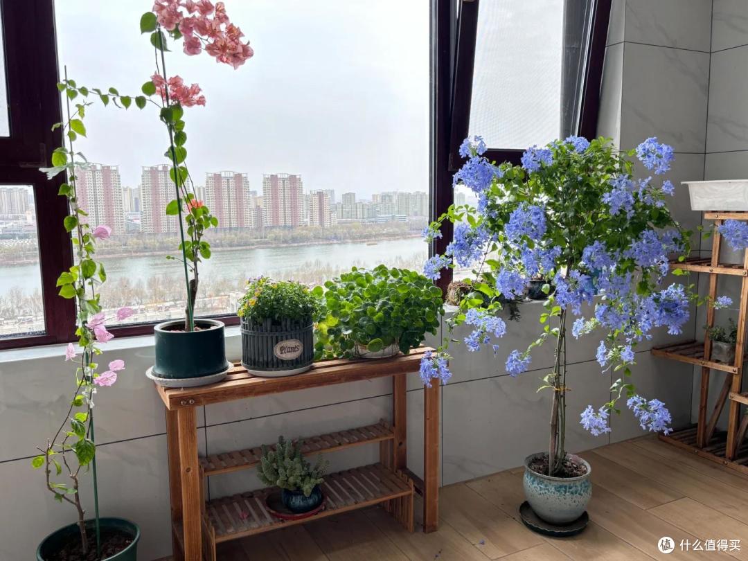 杭州一卖花人火了,拖了一车花“四处招摇”:遇见高低得买两盆~