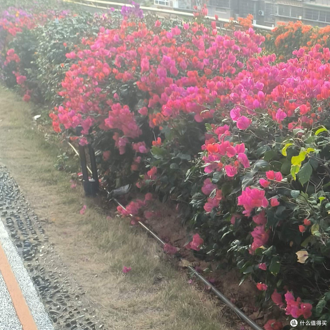 不如赏花去|厦门山海步道,赴一场春日繁花之约