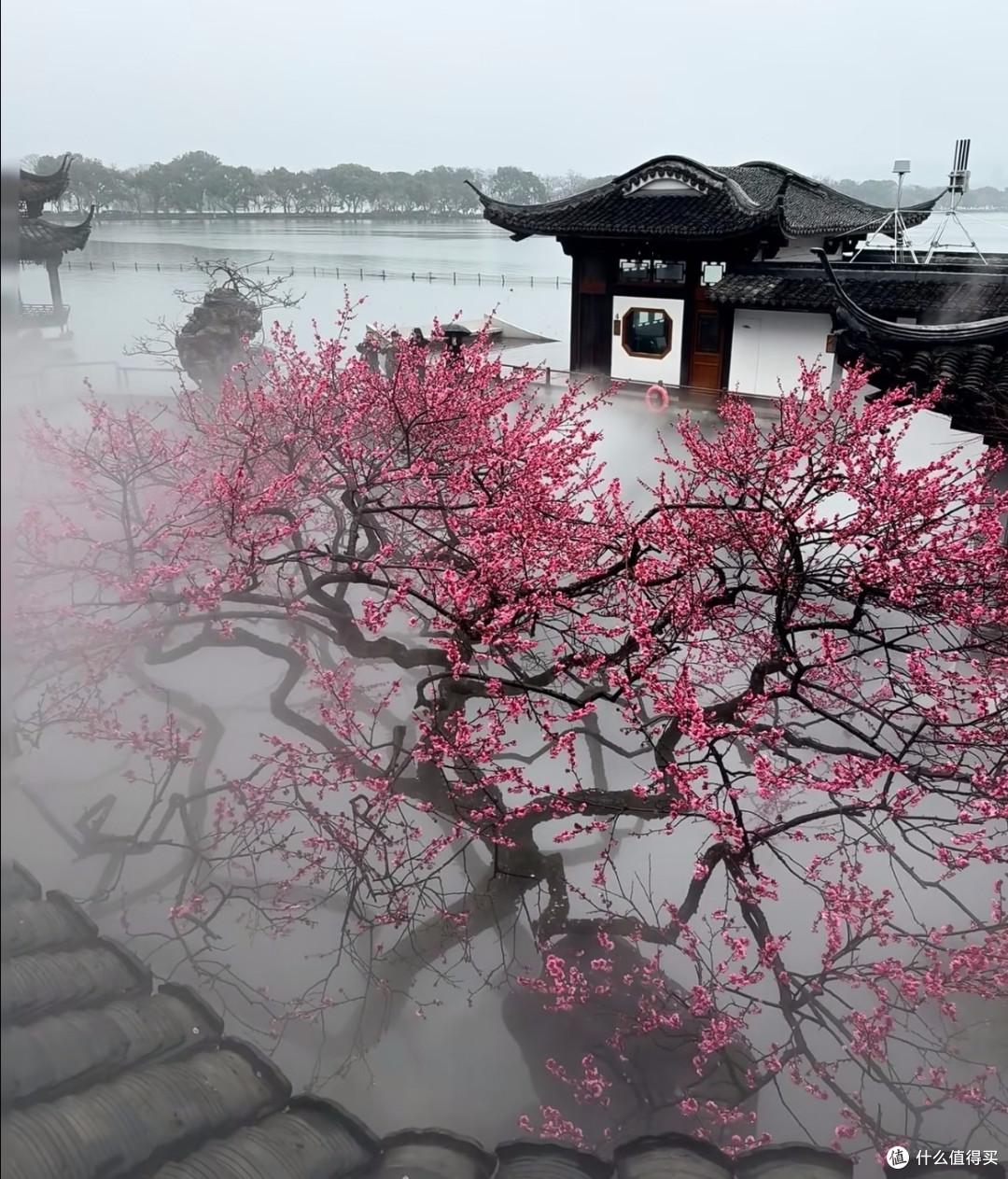 杭州春景:繁花与人文交融