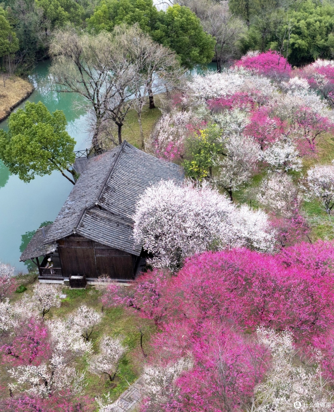 杭州春景:繁花与人文交融