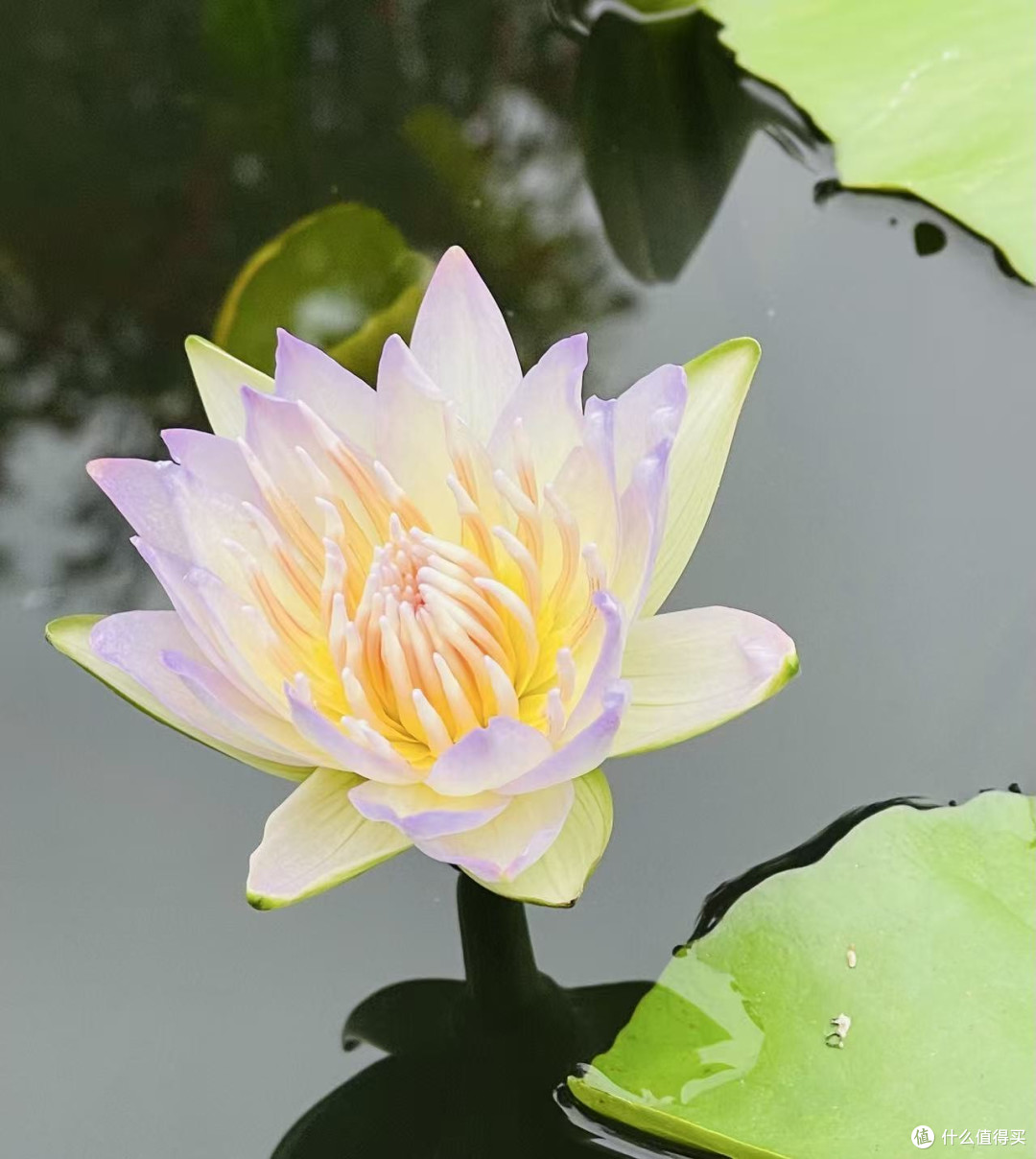 南宁5A景区春日漫游:在花海里被睡莲「美晕」了