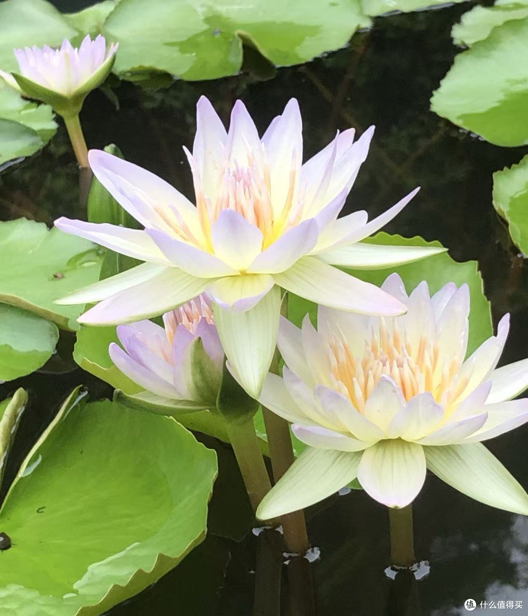 南宁5A景区春日漫游:在花海里被睡莲「美晕」了