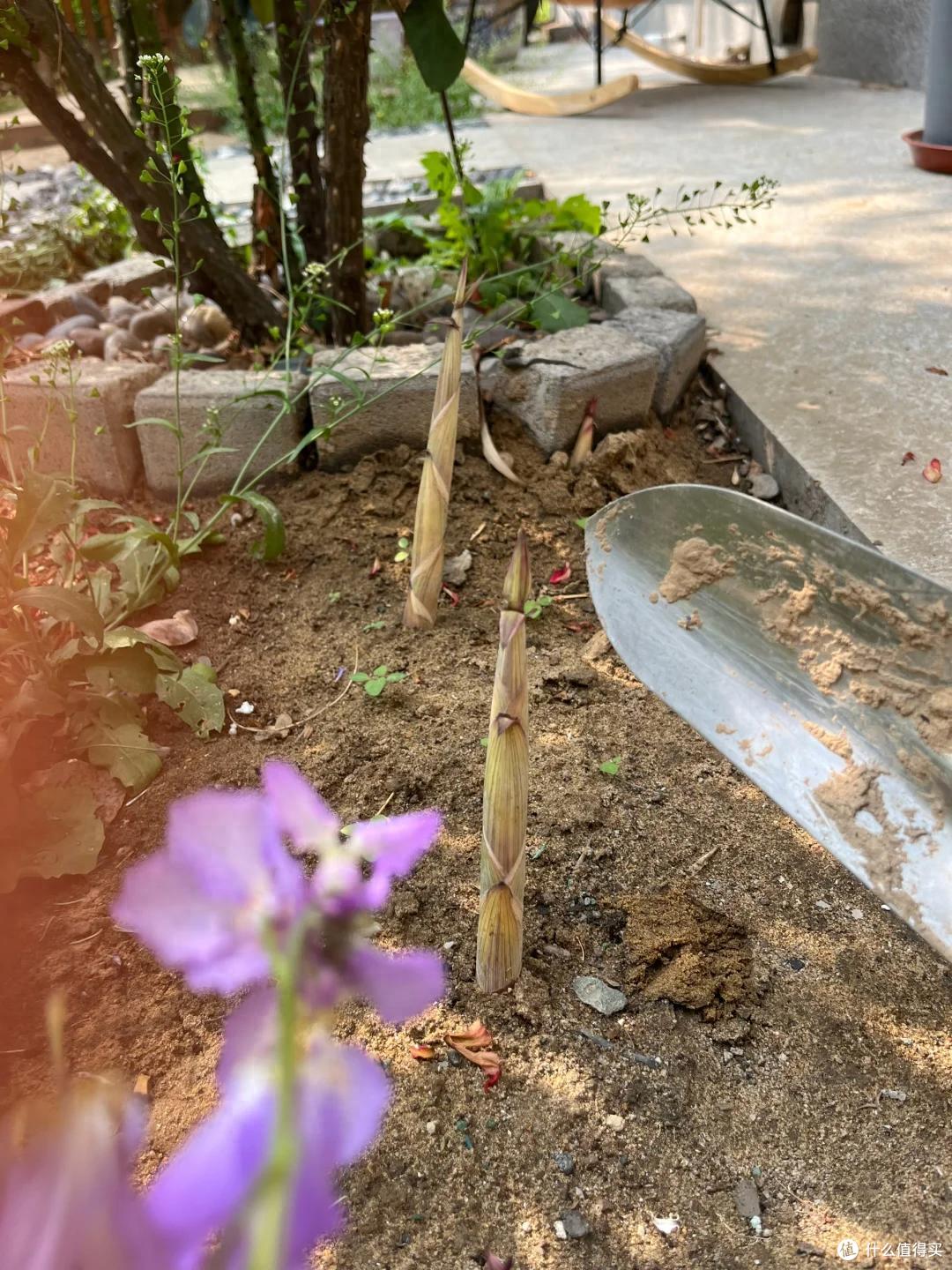 邻居家的竹,在我院子长出了笋,本以为占了便宜,看到开花心死了