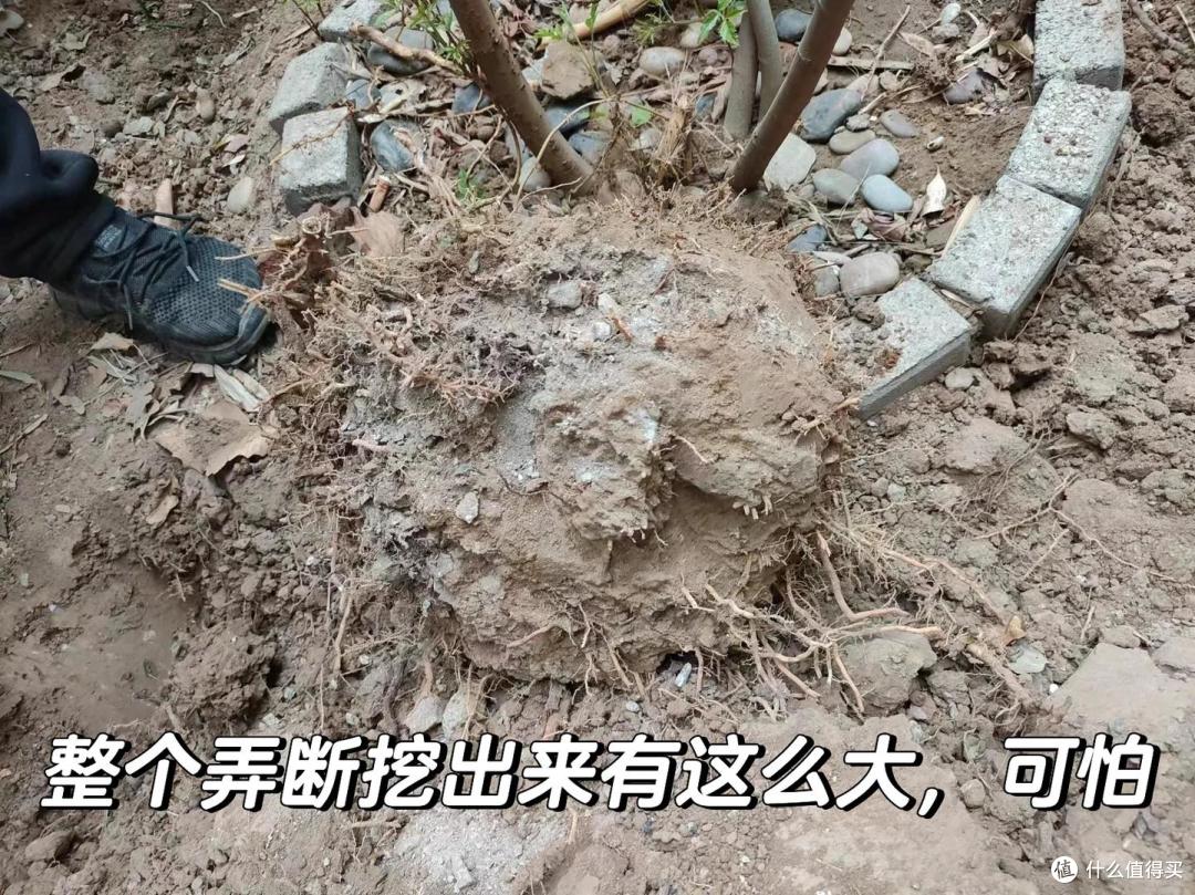 邻居家的竹,在我院子长出了笋,本以为占了便宜,看到开花心死了