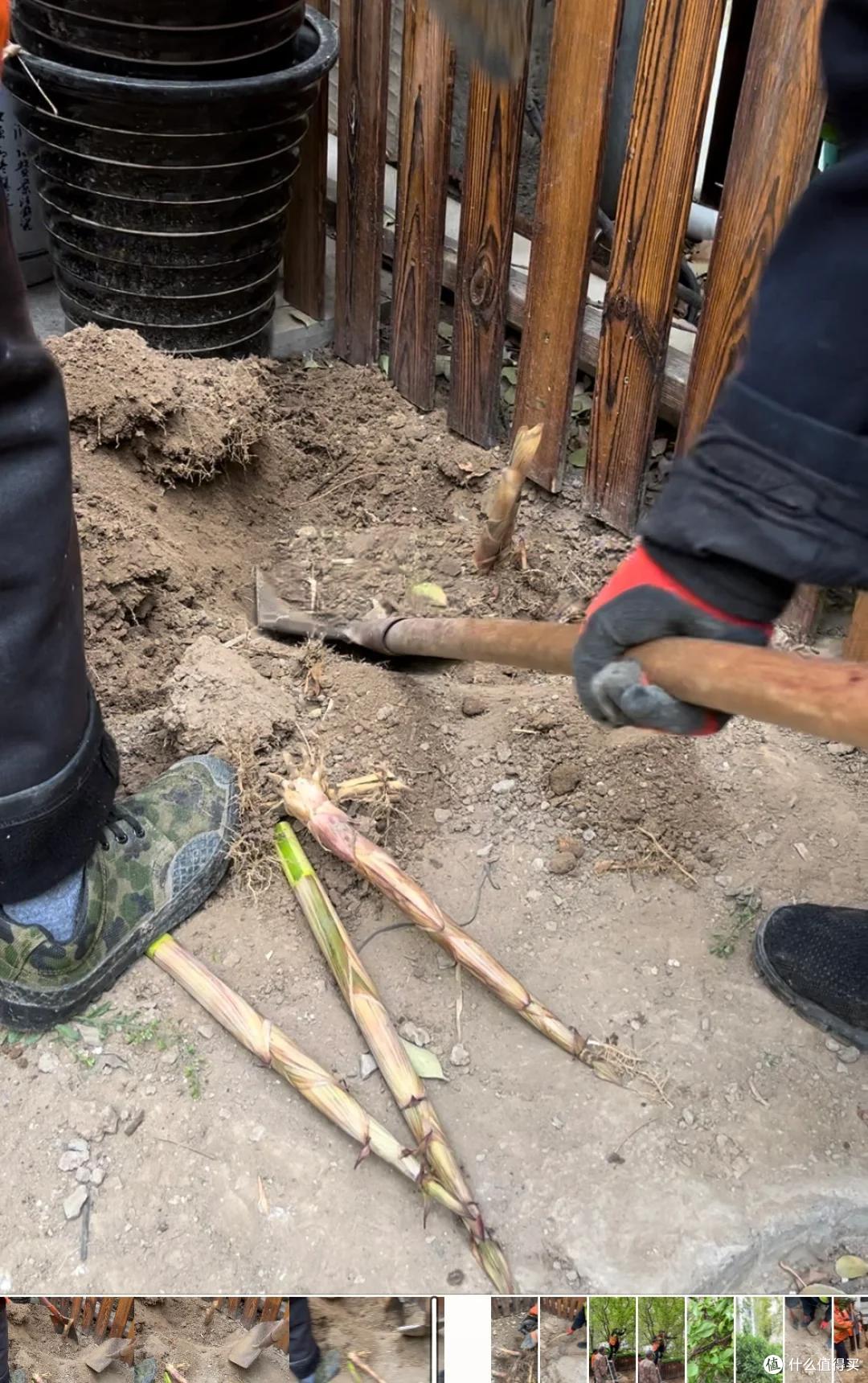 邻居家的竹,在我院子长出了笋,本以为占了便宜,看到开花心死了