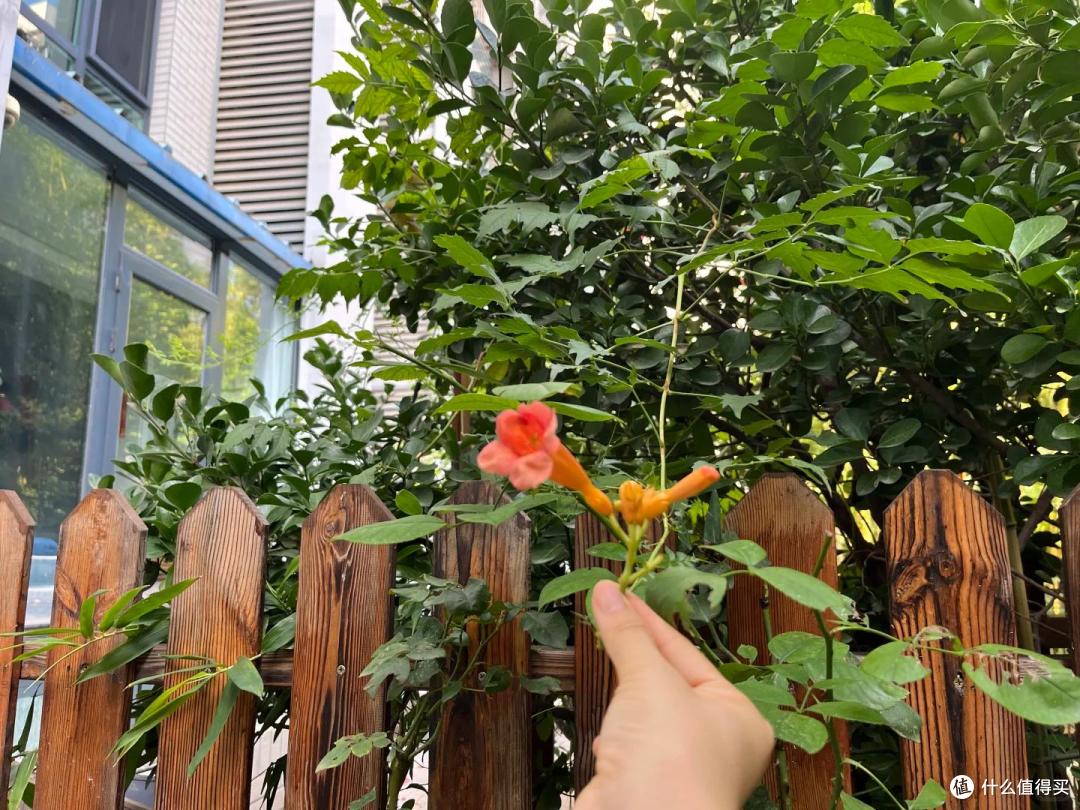 邻居家的竹,在我院子长出了笋,本以为占了便宜,看到开花心死了