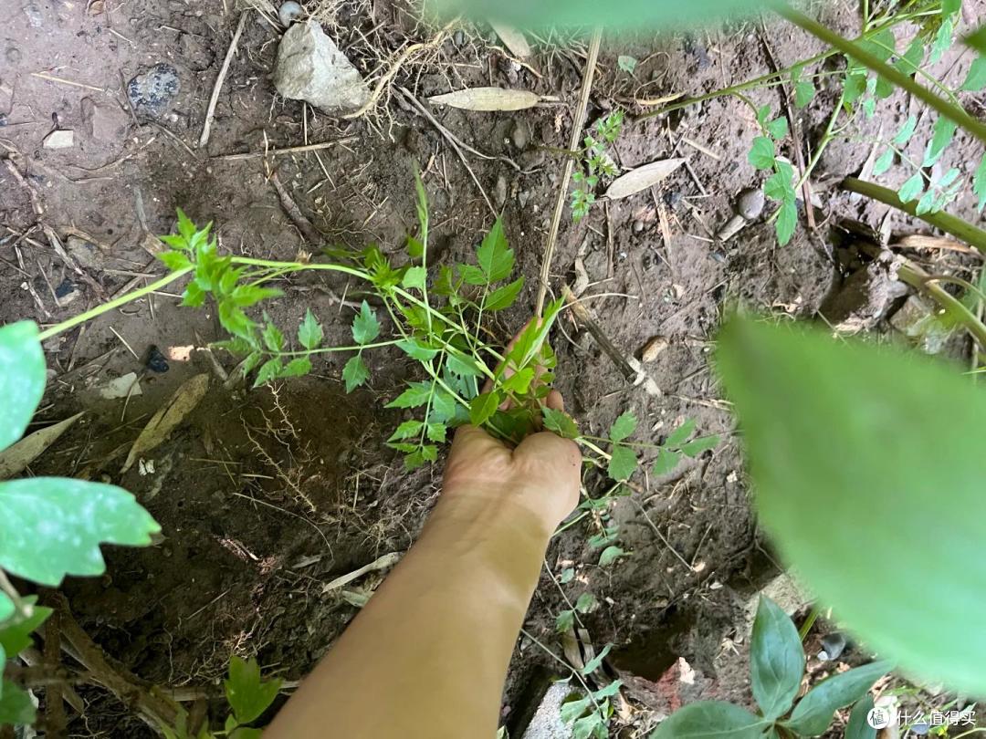 邻居家的竹,在我院子长出了笋,本以为占了便宜,看到开花心死了