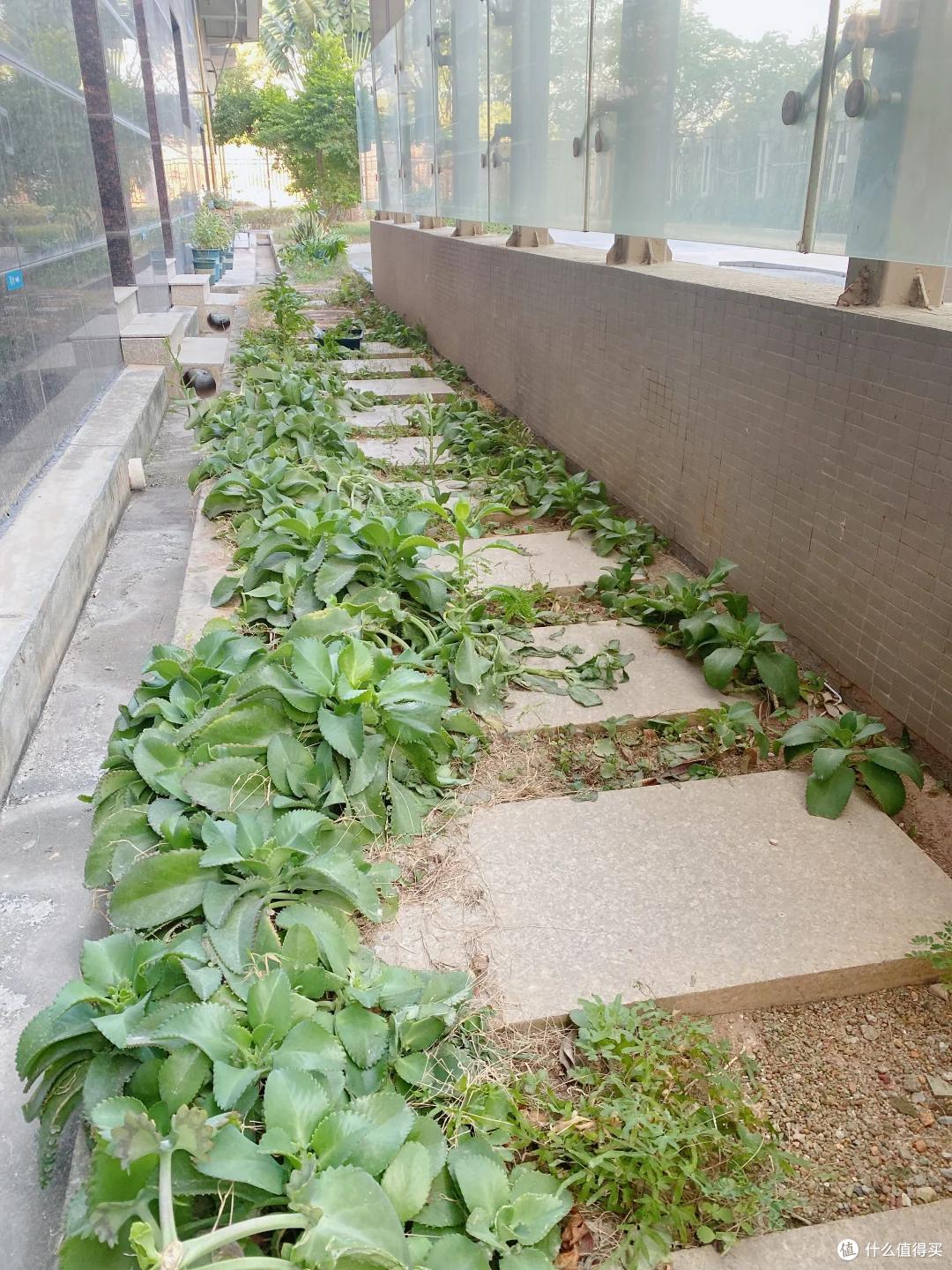 邻居家的竹,在我院子长出了笋,本以为占了便宜,看到开花心死了