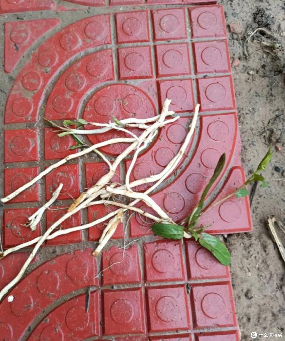 邻居家的竹,在我院子长出了笋,本以为占了便宜,看到开花心死了