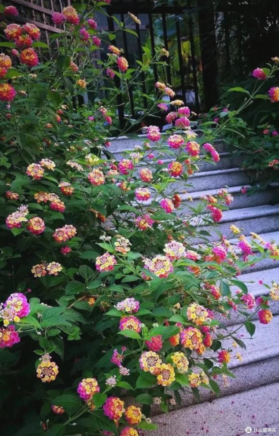 邻居家的竹,在我院子长出了笋,本以为占了便宜,看到开花心死了