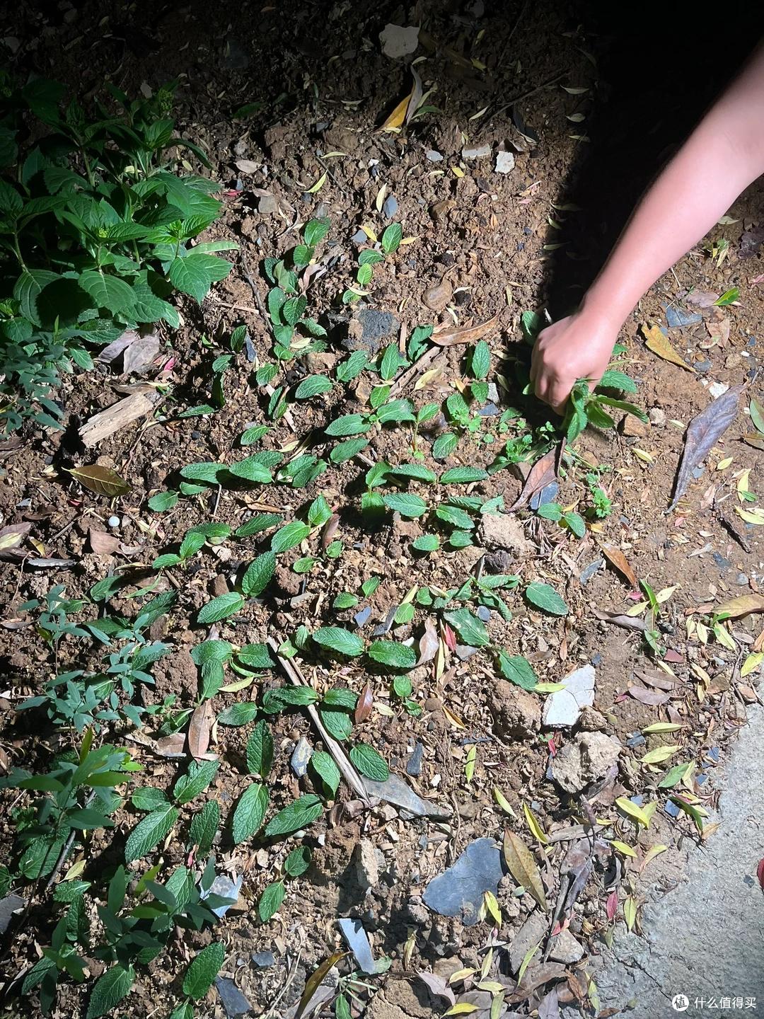 邻居家的竹,在我院子长出了笋,本以为占了便宜,看到开花心死了