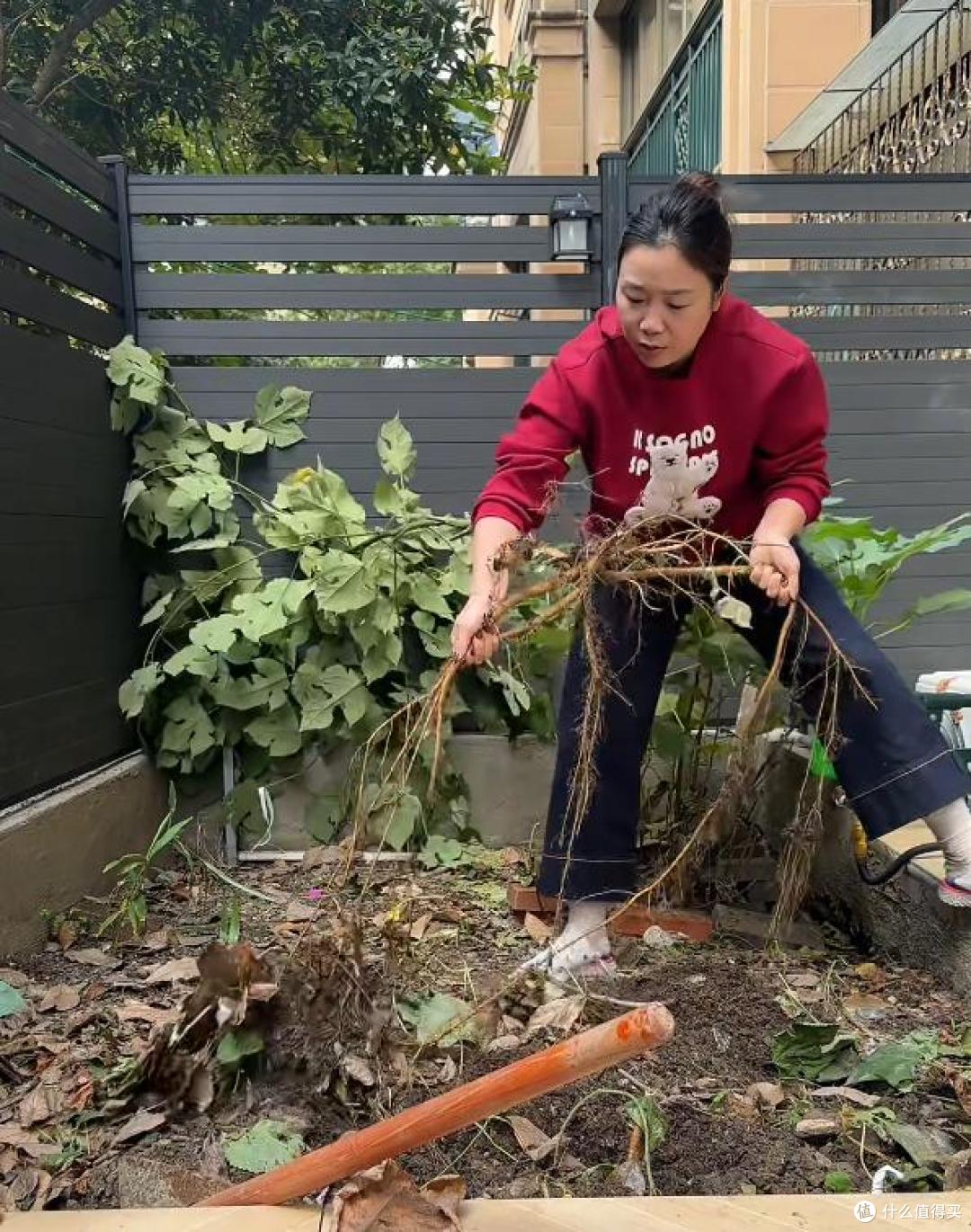 邻居家的竹,在我院子长出了笋,本以为占了便宜,看到开花心死了