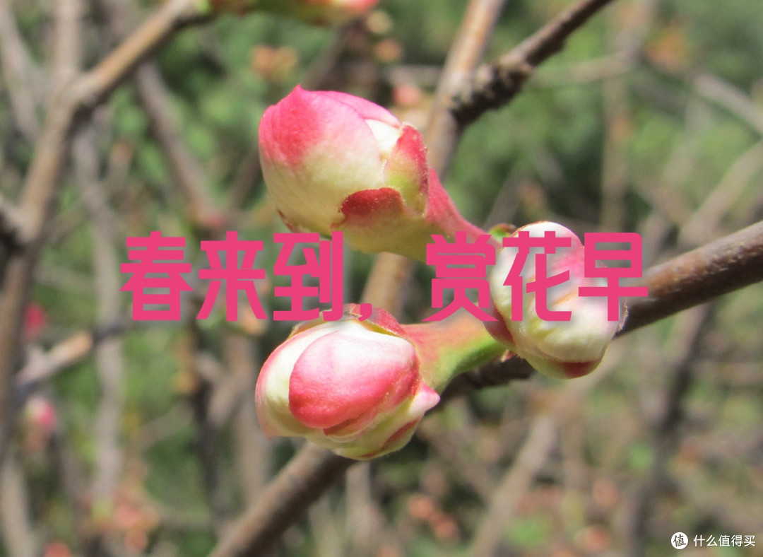 春来到,赏春晚