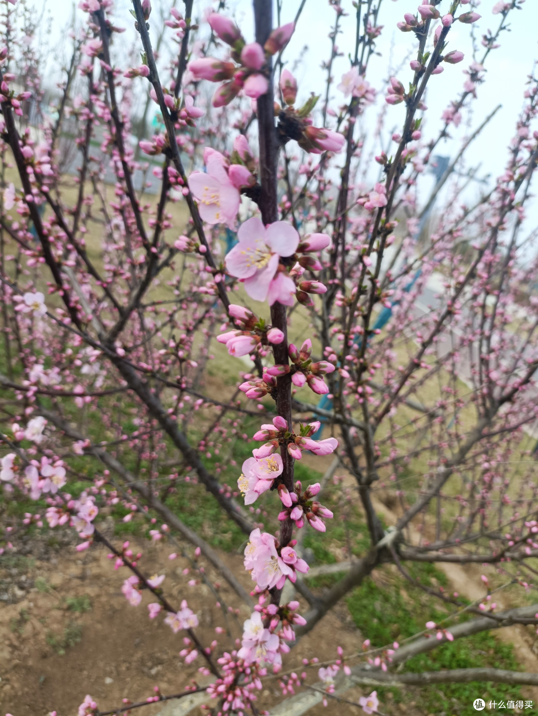 春来到,赏春晚