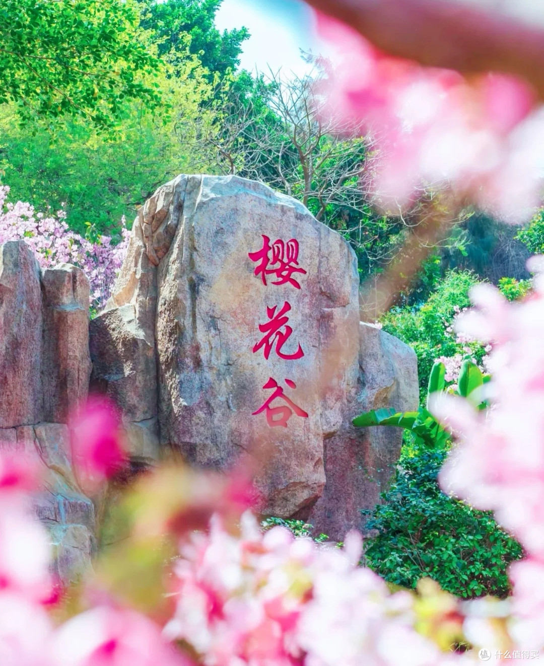 厦门春日限定浪漫！狐尾山樱花谷把春天揉进了粉雾里🌸