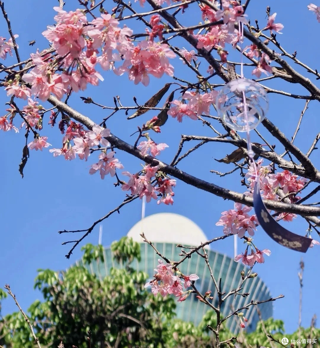 厦门春日限定浪漫！狐尾山樱花谷把春天揉进了粉雾里🌸