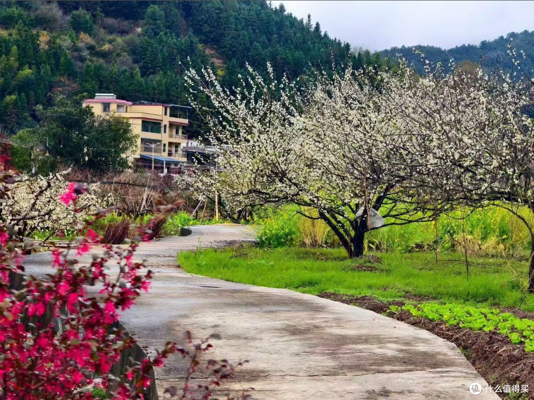 九峰山记:春风有信,花开有期