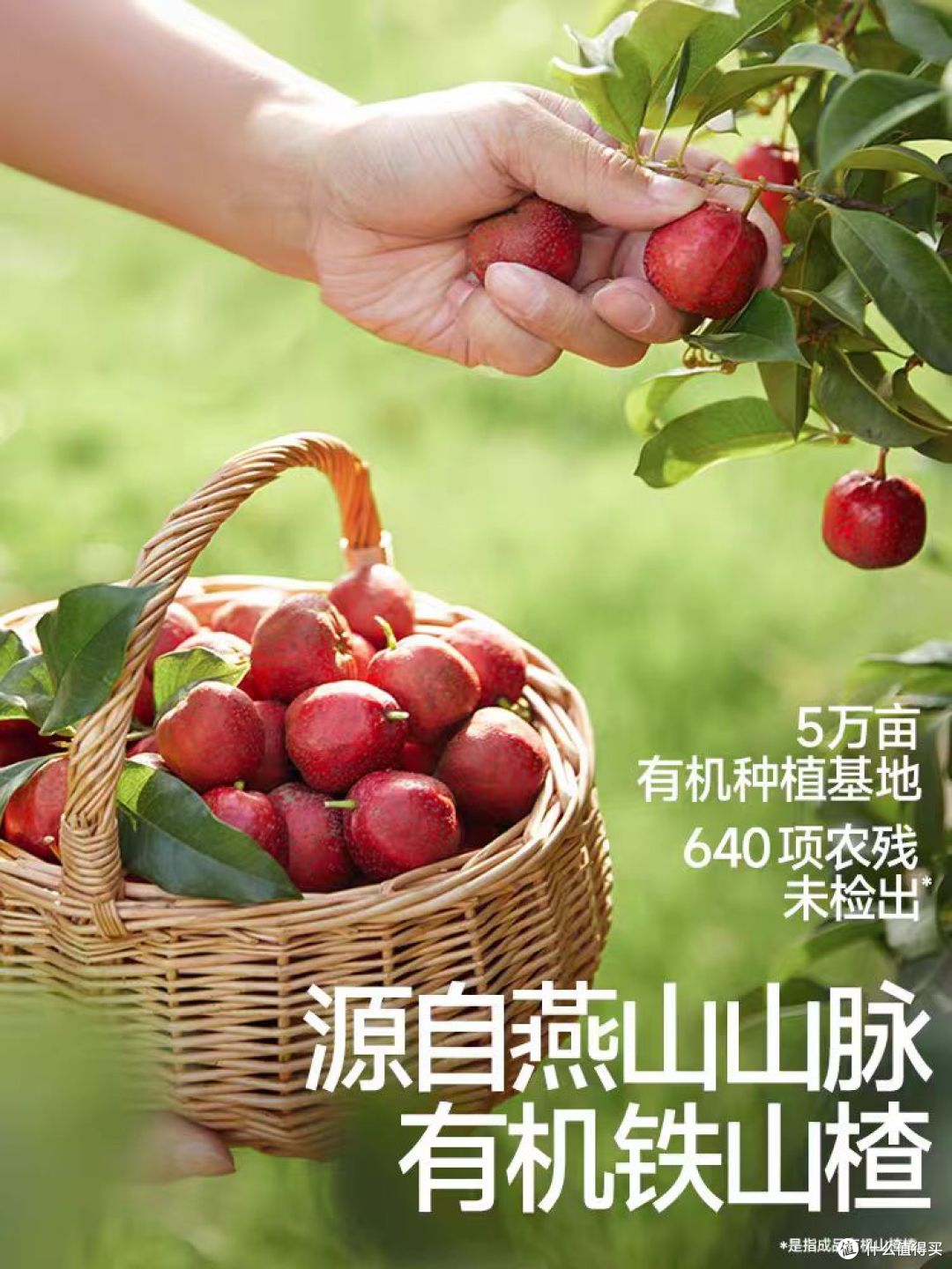 秋田满满有机山楂棒｜给宝宝的安心酸甜，无添加更放心🍭