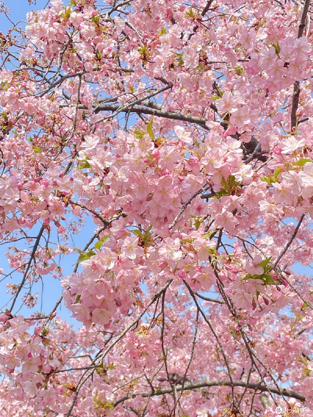 春日赏花攻略:无锡鼋头渚,一湖春水染绯云