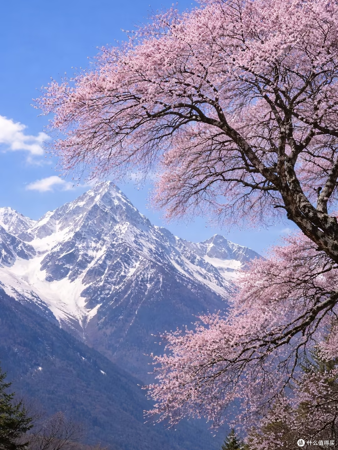 西藏林芝：赏花与雪山的邂逅